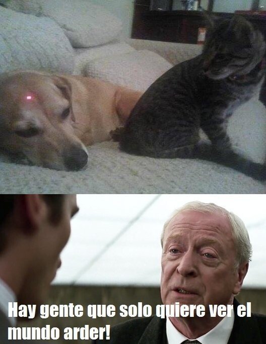 gato,guerra,laser,perro