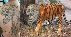 Enlace a El temible tigre de bengala