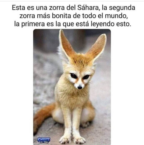 Meme_otros - La segunda zorra más hermosa del mundo