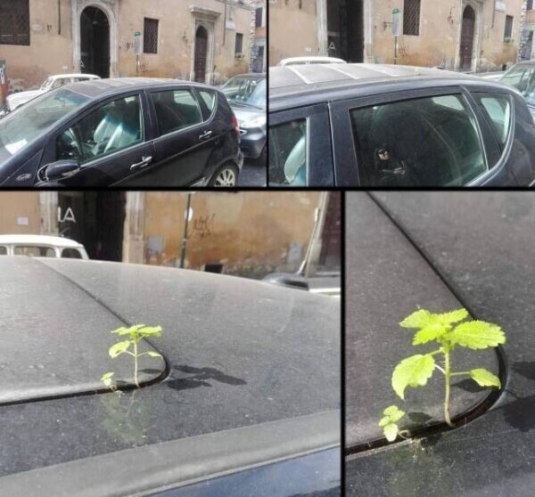 Otros - Cuando la naturaleza se abre camino