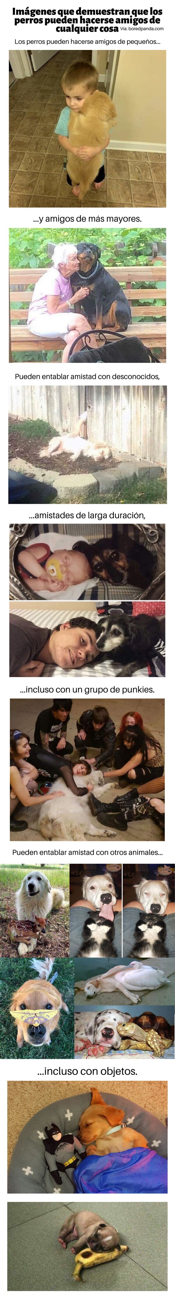 Meme_otros - Imágenes que demuestran que los perros pueden hacerse amigos de cualquier cosa