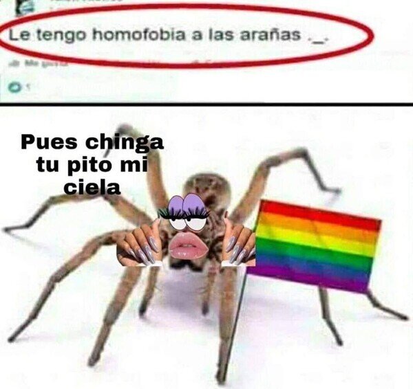 arañas,homofobia,homosexual