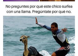 Enlace a Imágenes que demuestran que nada es imposible en el reino animal