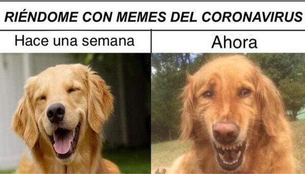 coronavirus,memes,perro,reir