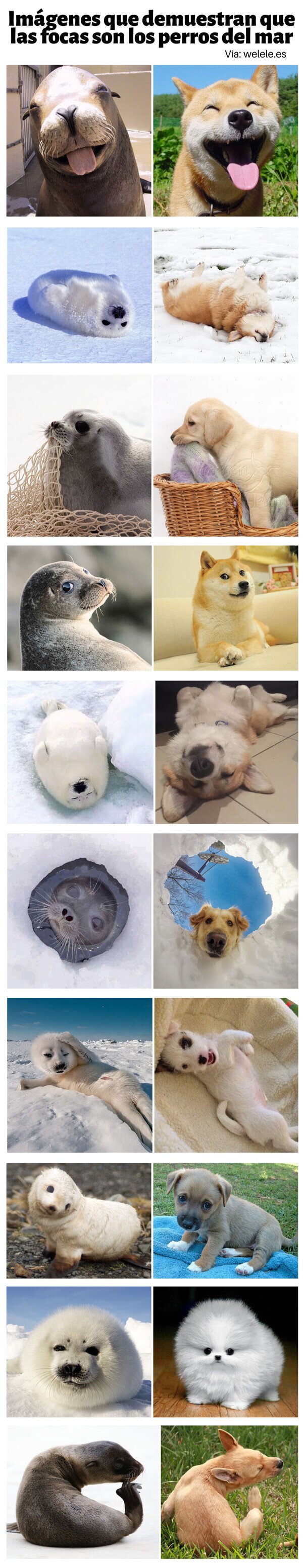 Meme_otros - Imágenes que demuestran que las focas son los perros del mar