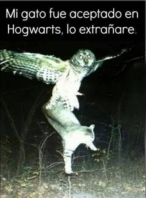gato,harry potter,hogwarts,lechuza