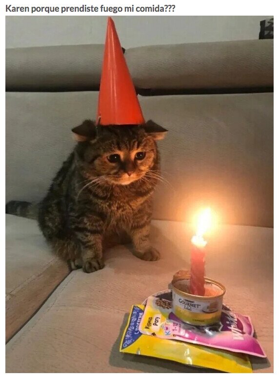 Meme_otros - Los gatos no entienden de cumpleaños