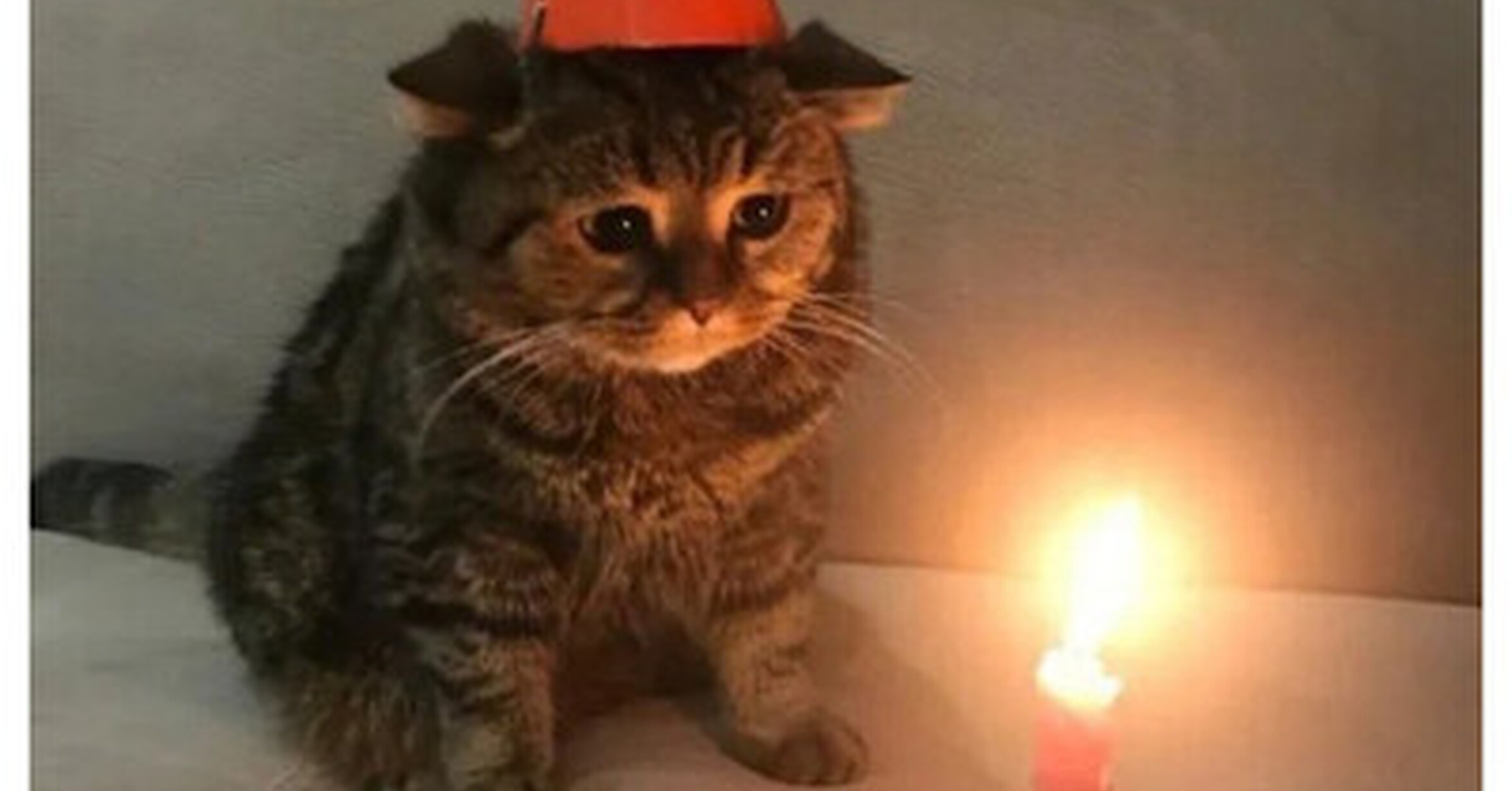 Колпаки кот