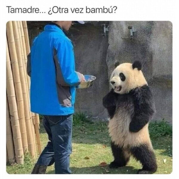 Meme_otros - Un panda exigente
