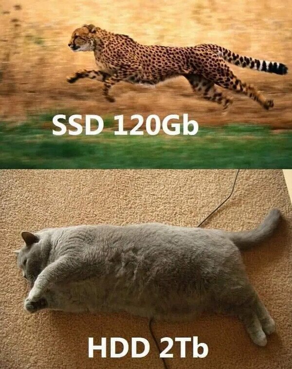 animales,gato,HDD,SSD,velocidad