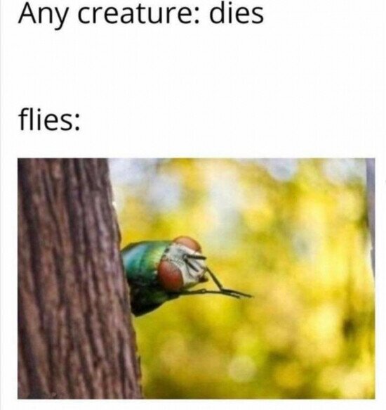 criatura,mosca,muere