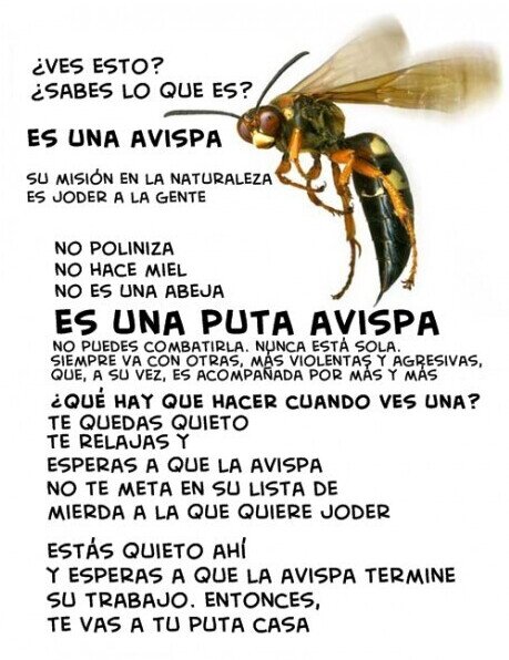 Meme_otros - Es una avispa