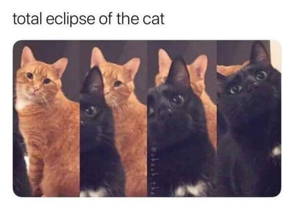 Meme_otros - El increíble eclipse gatuno