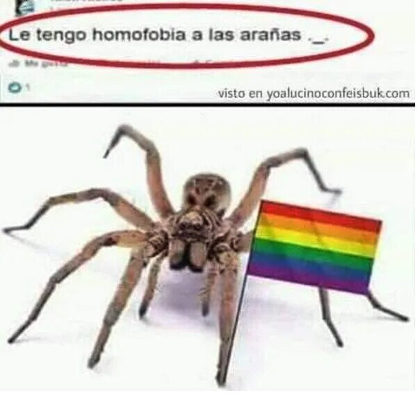 Meme_otros - Odio a las arañas gays