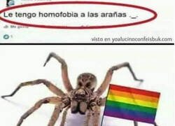 Enlace a Odio a las arañas gays