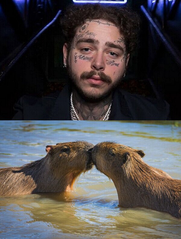 Otros - ¿Por qué el bigote de Post Malone parecen dos capibaras besándose?