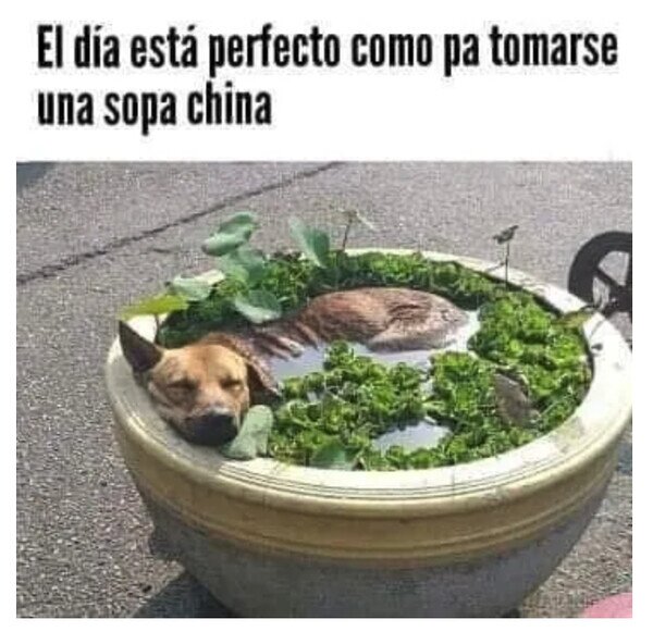 china,día,perro,sopa