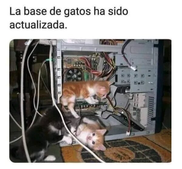 base,datos,gatos,ordenador,pc