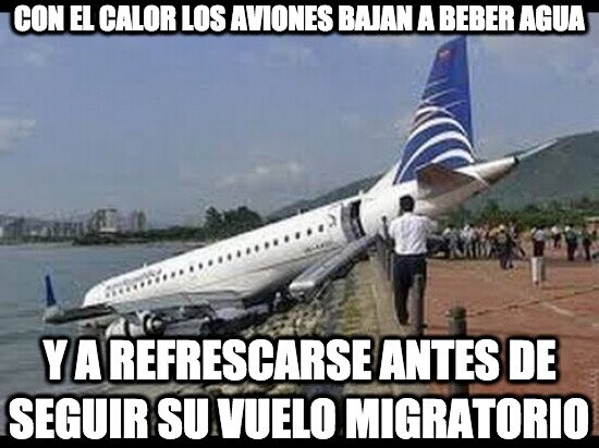 Meme_otros - Con el calor los aviones bajan a beber agua y a refrescarse antes de seguir su vuelo migratorio