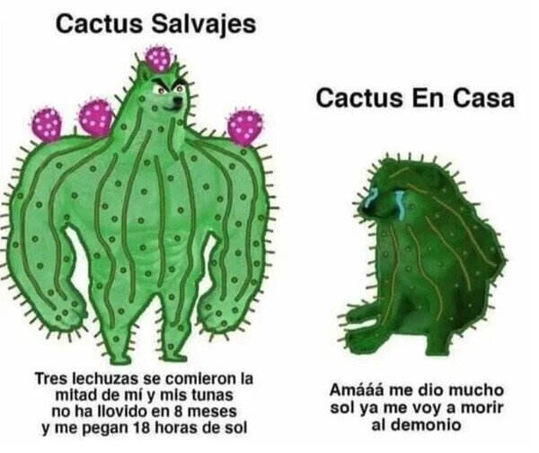 Meme_otros - ¿Por qué mi cactus es tan débil?