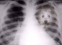 Enlace a Si le hicieran una radiografía a mi corazón