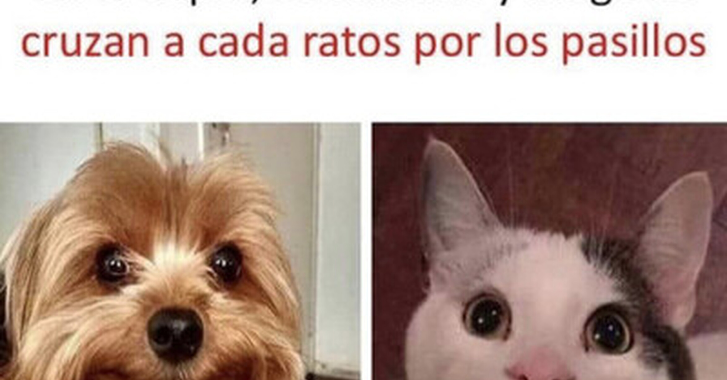 Cuánto cabrón / Bastante incómodo