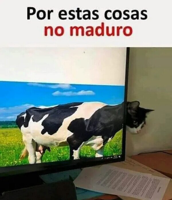 Meme_otros - El Gato-Vaca
