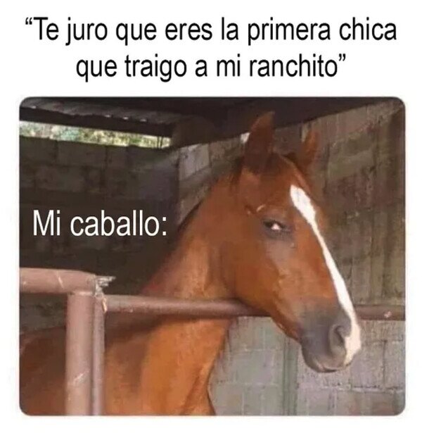 caballo,chicas,rancho,traer