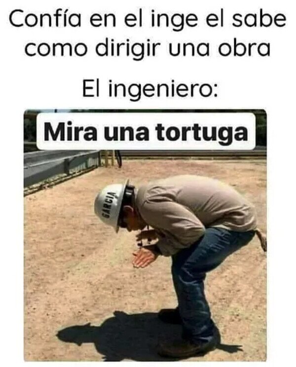 Meme_otros - Tortuguita...