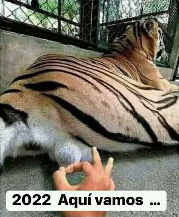 2022,año,bolas,suerte,tigre
