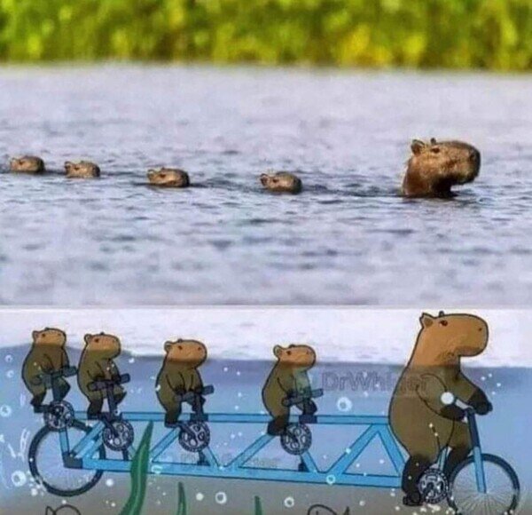 agua,bici,capibara
