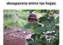Enlace a Imágenes que no son lo que parecen