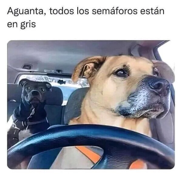 Meme_otros - Las aventuras del perro conductor