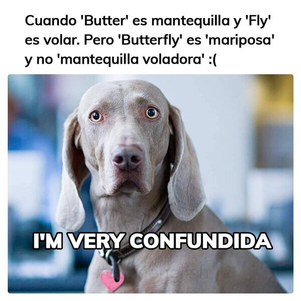 butter,fly,idioma,inglés,mantequilla,mariposa