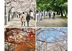 Enlace a Imágenes que solo se ven en Corea del Sur