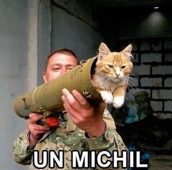 gato,guerra,michi,misil,Rusia,Ucrania