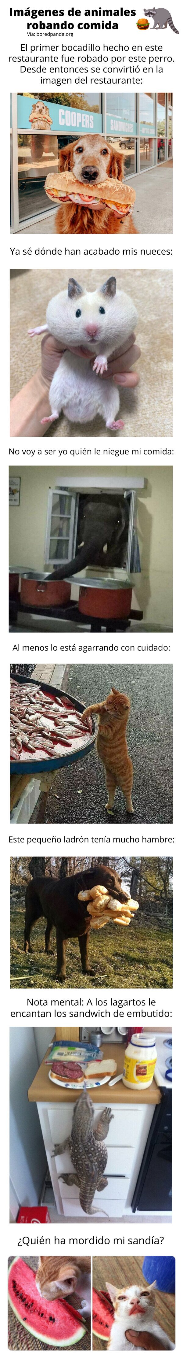 Meme_otros - Imágenes de animales robando comida