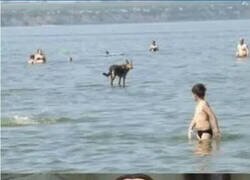 Enlace a El perro que camina sobre el agua