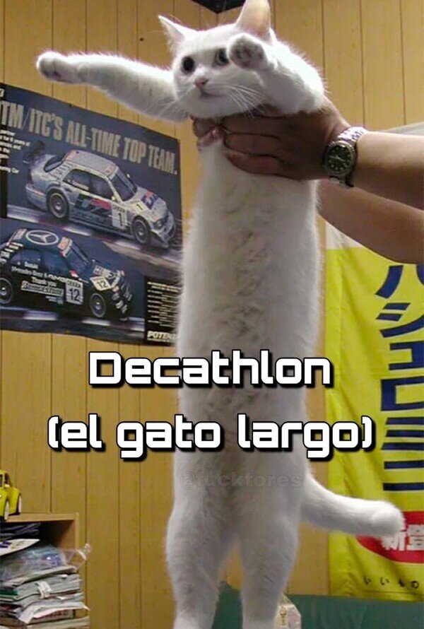 decathlon,gato,inglés,largo,traducción