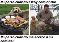 Enlace a Los perros no bromean con la comida