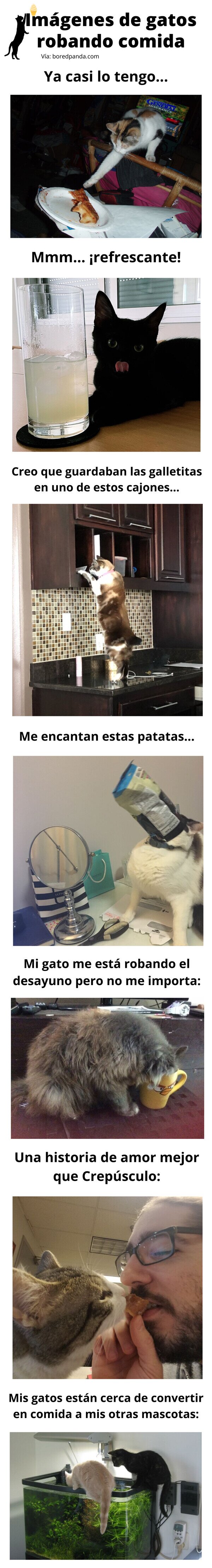 Meme_otros - Imágenes de gatos robando comida