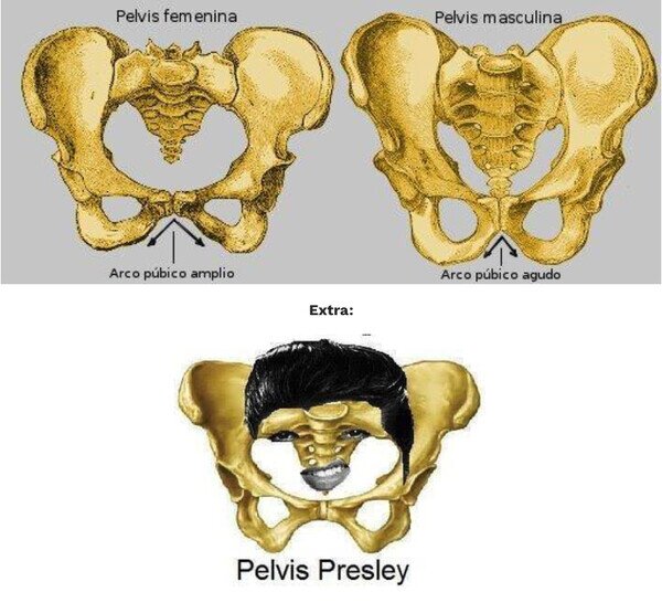 Elvis Presley,pelvis,tipos,tontería