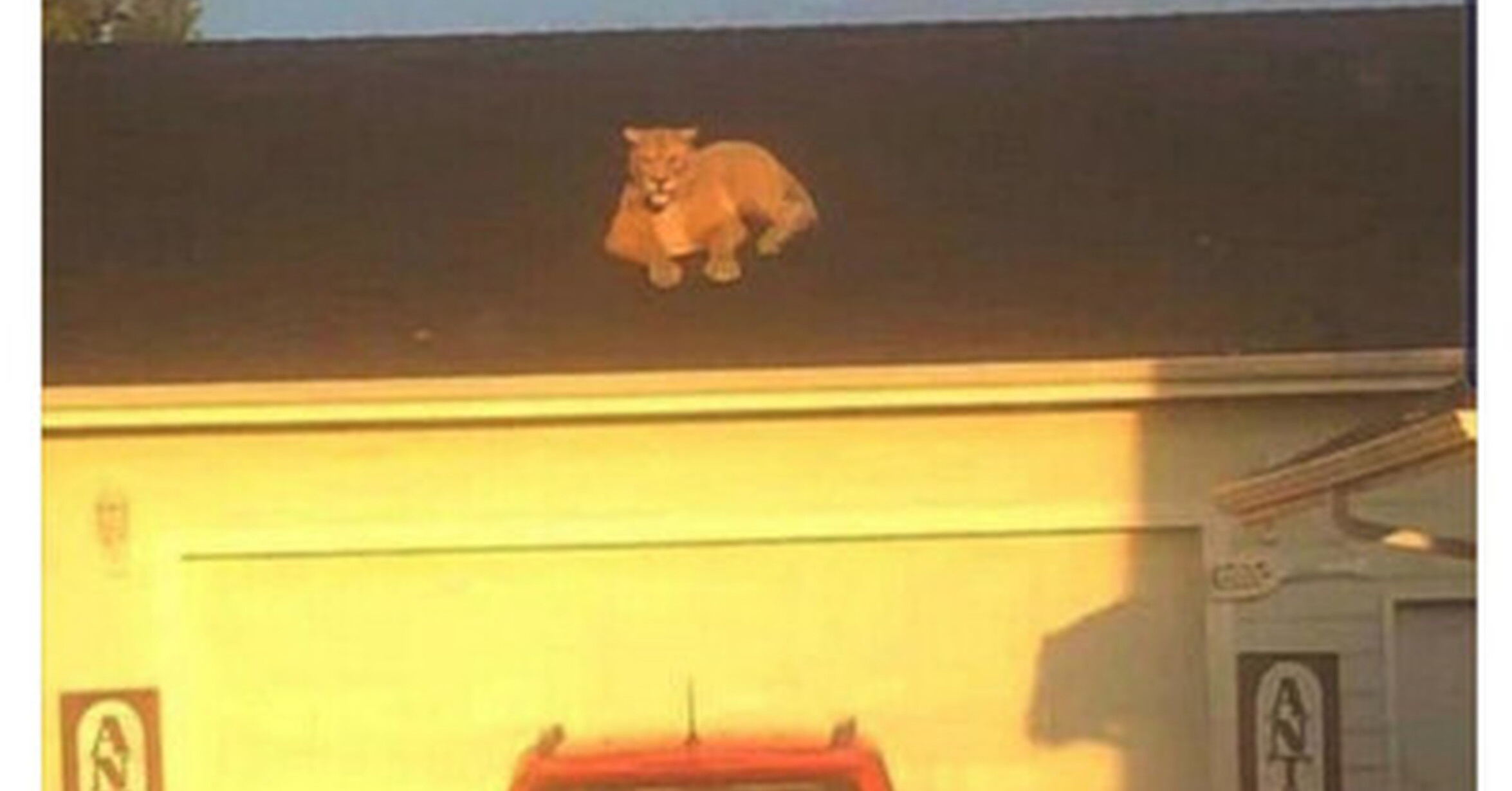 Интересные происшествии о кошке. Кот испугал медведя. Котенок среди автомобилей. Котенок среди автомобилей. Собака на крыше мем.