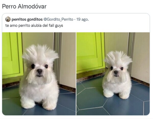 parecido,Pedro Almodóvar,perro