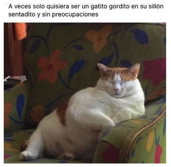 gato,gordo,ser,sillón
