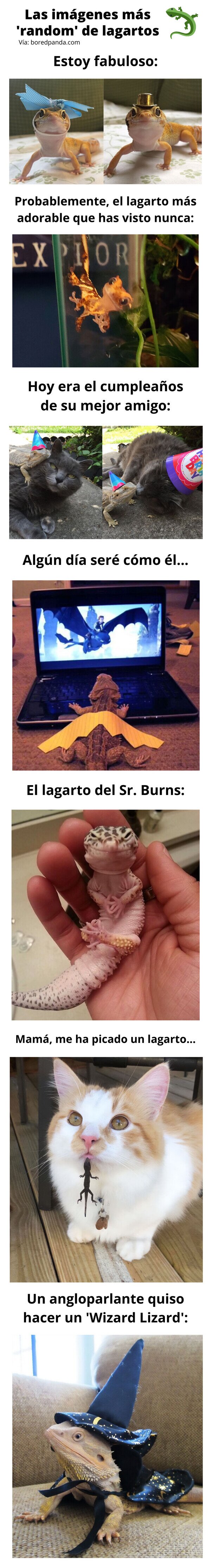 Meme_otros - Las imágenes más 'random' de lagartos