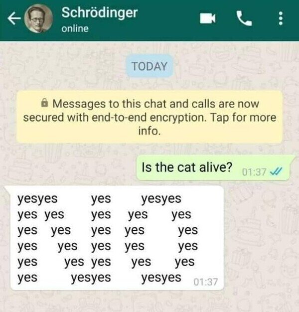 gato,schrodinger,vivo,whatsapp