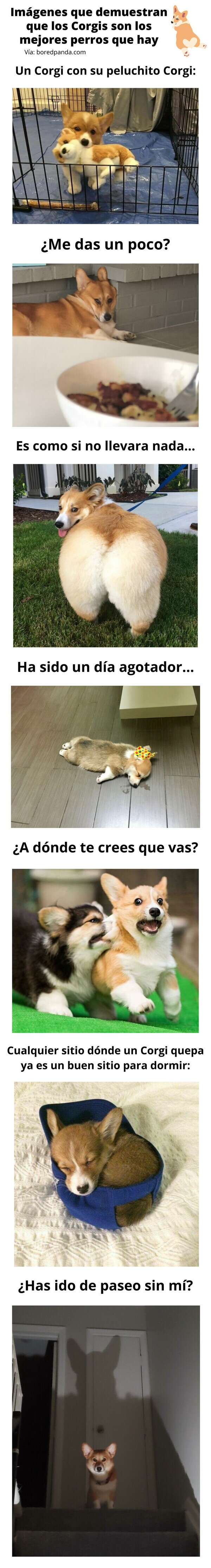 Meme_otros - Imágenes que demuestran que los Corgis son los mejores perros que hay