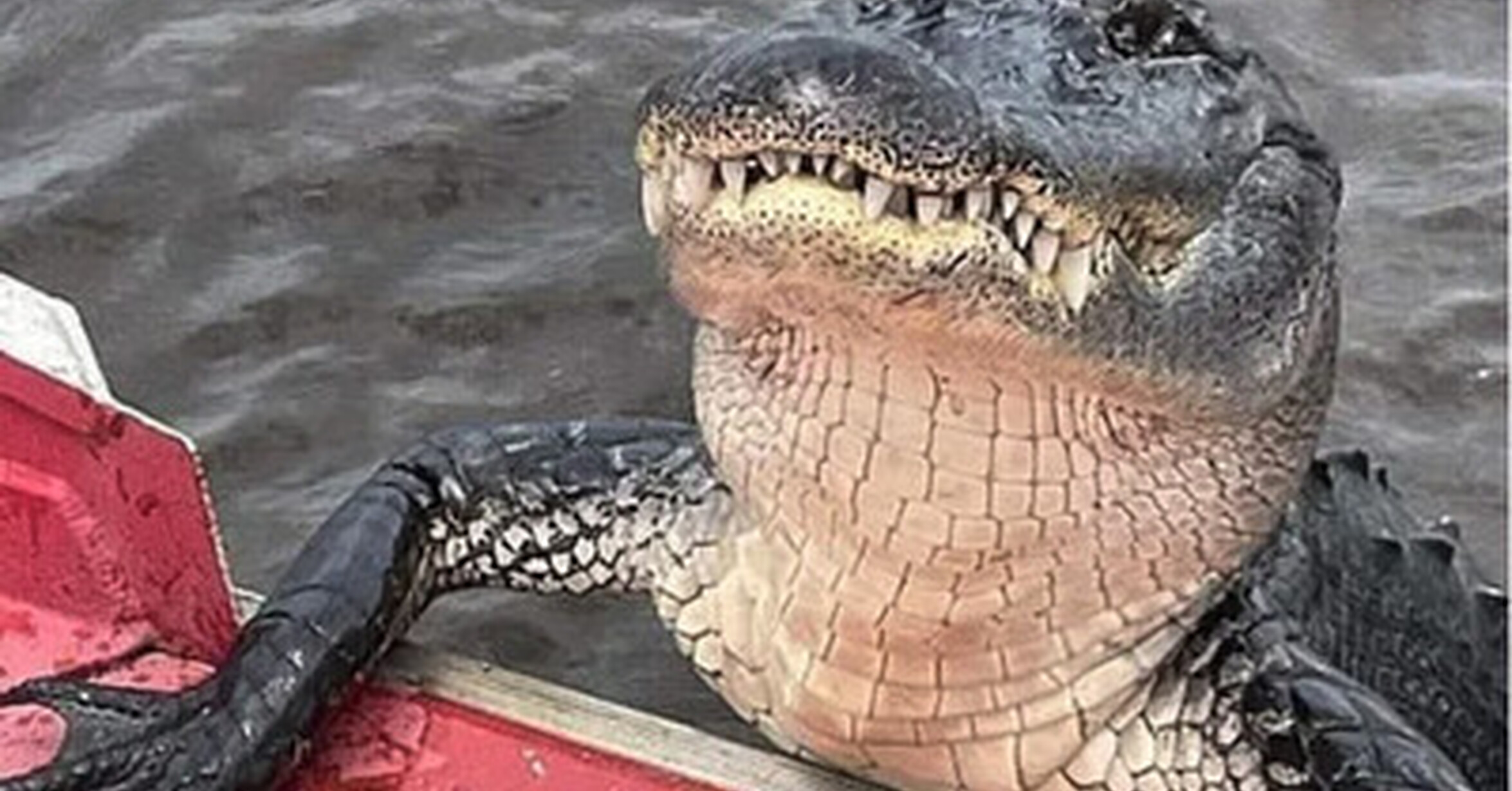 Cuánto cabrón / Disculpe, señor guía...