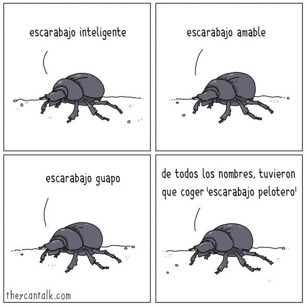 Otros - Pobre escarabajo